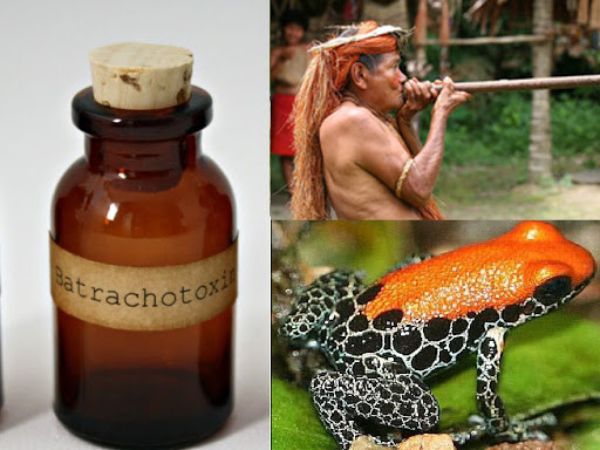 Chất độc Batrachotoxin lấy từ 1 con ếch độc 