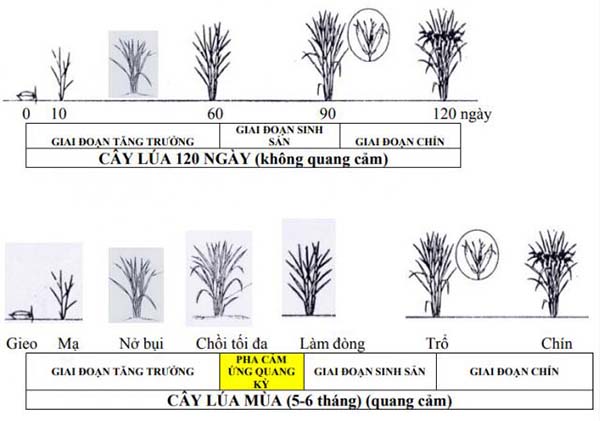 Các giai đoạn sinh trưởng và phát triển của cây lúa