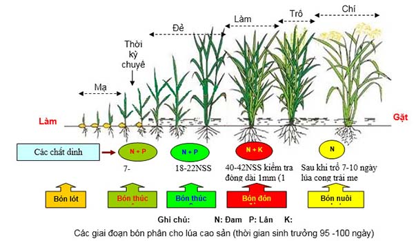 Yếu tố dinh dưỡng cho từng thời kì phát triển của cây lúa