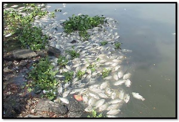 Nước thải khiến cho cá chết hàng loạt